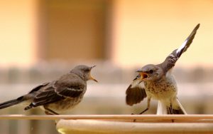 Photo of two mockingbirds arguing. This is a good analogy for interpersonal conflict in the workplace.