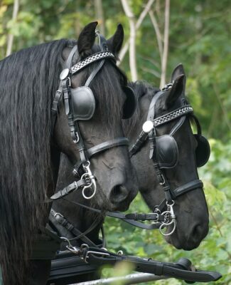 Two horses wearing blinders which represent leadership blind spots.