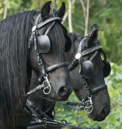 Two horses wearing blinders which represent leadership blind spots.