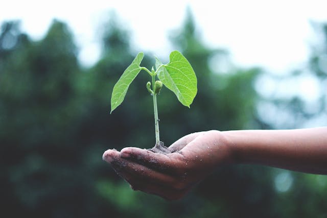 A hand holding a plant that's beginning to grow, representing a growth mindset at work.